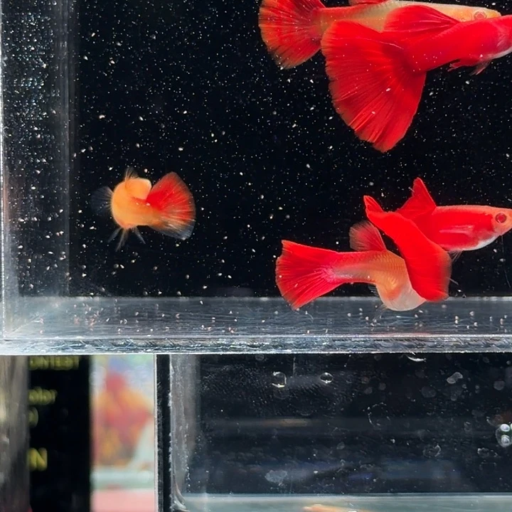 孔雀鱼血红赛线亚成两对清缸特价