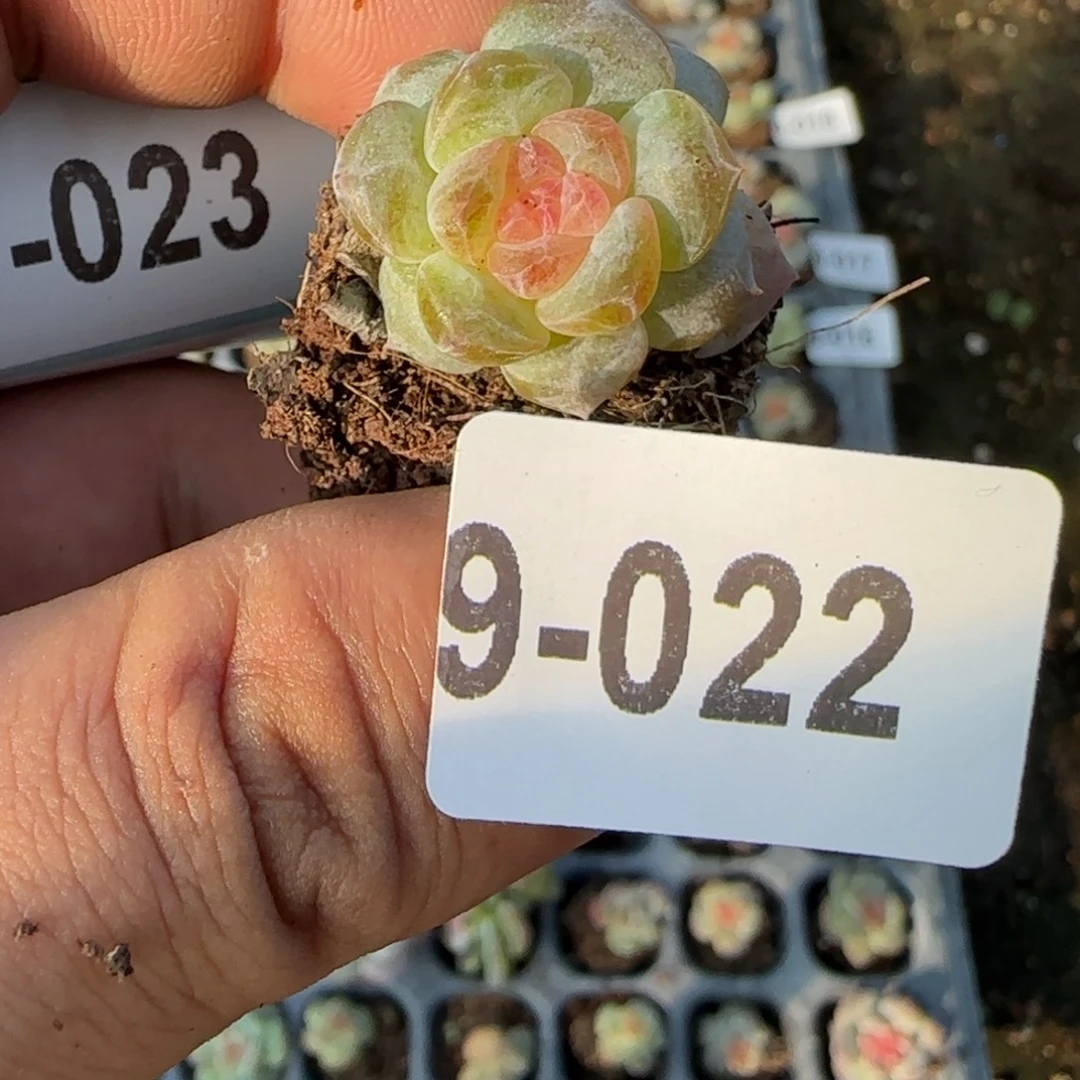 小卡拉米糖心一物一拍