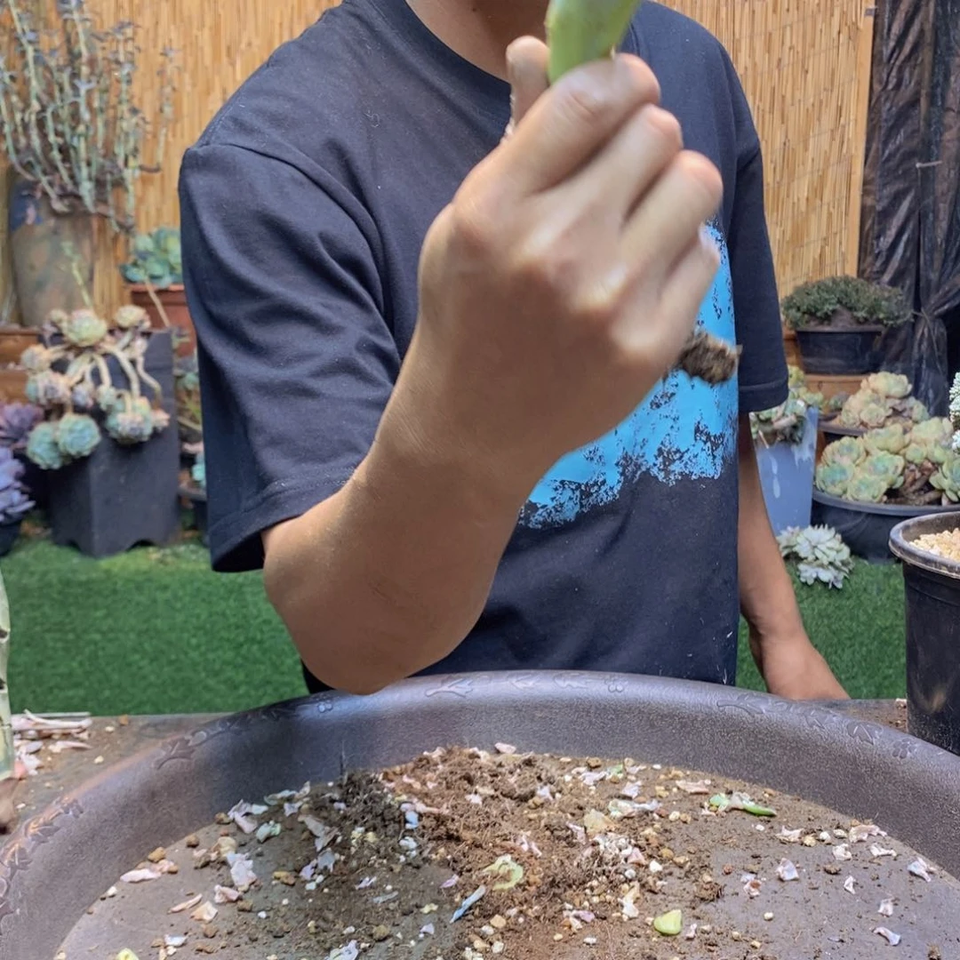 小*球278 号可爱玫瑰