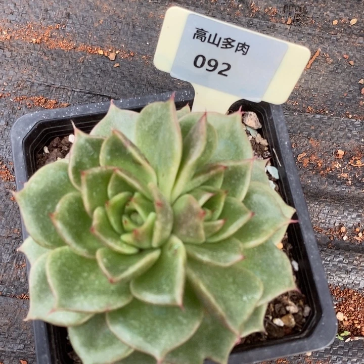 D092- 直播福利 东云双心