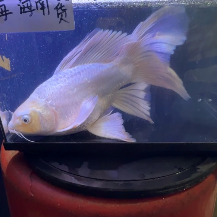 浪***子蝴蝶鲤鱼蝴蝶鲤150