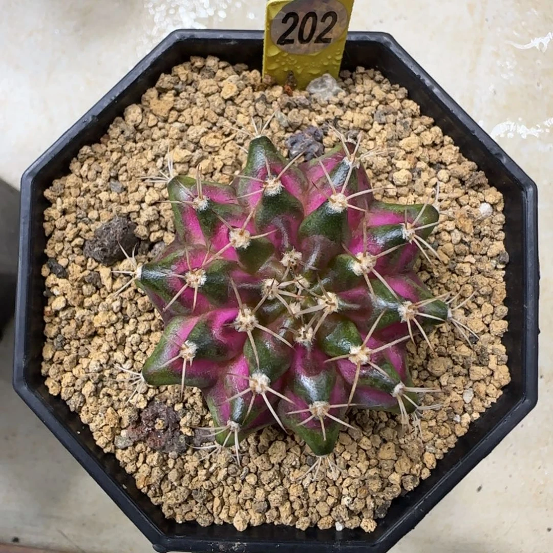 202号实生海神福利价