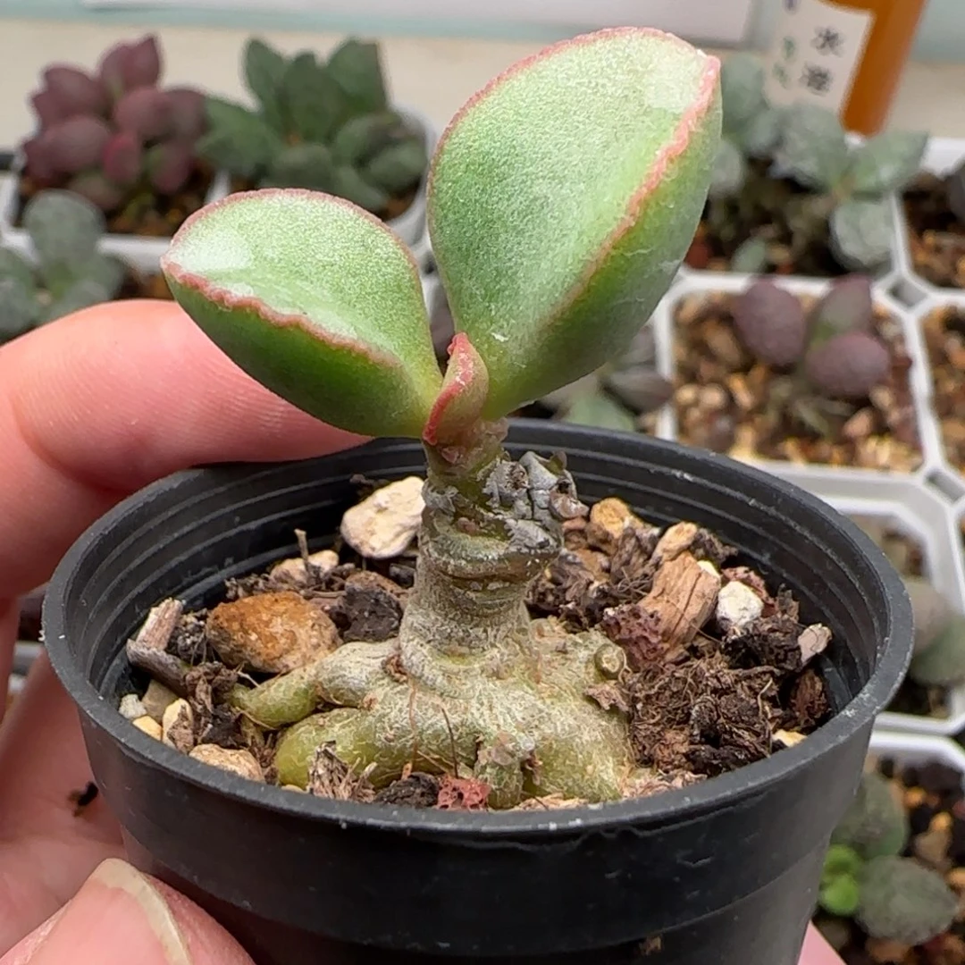 盲盒水泡多肉植物