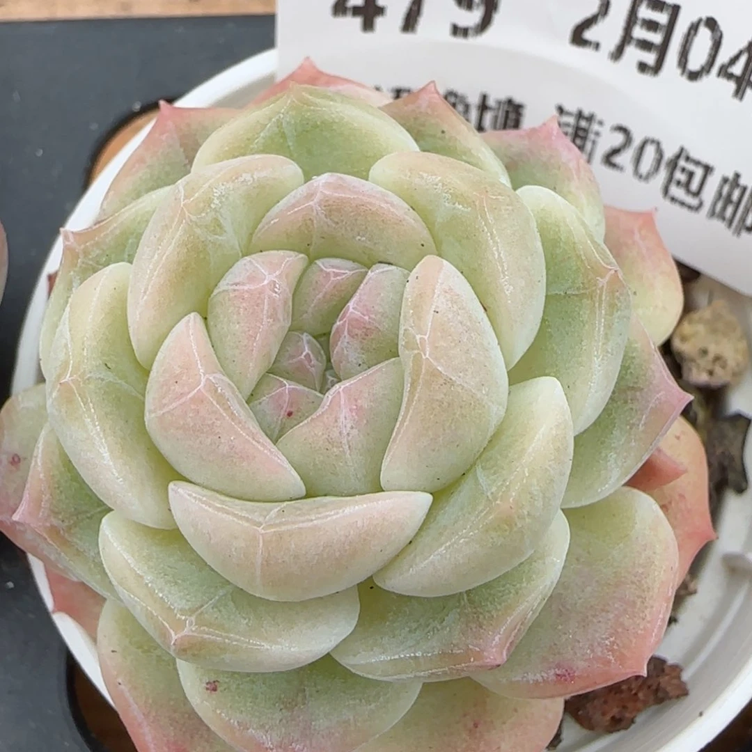 花语逸镜0204-479