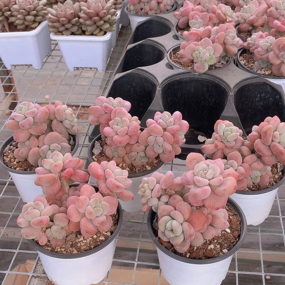 老庄洛神849464946464646494