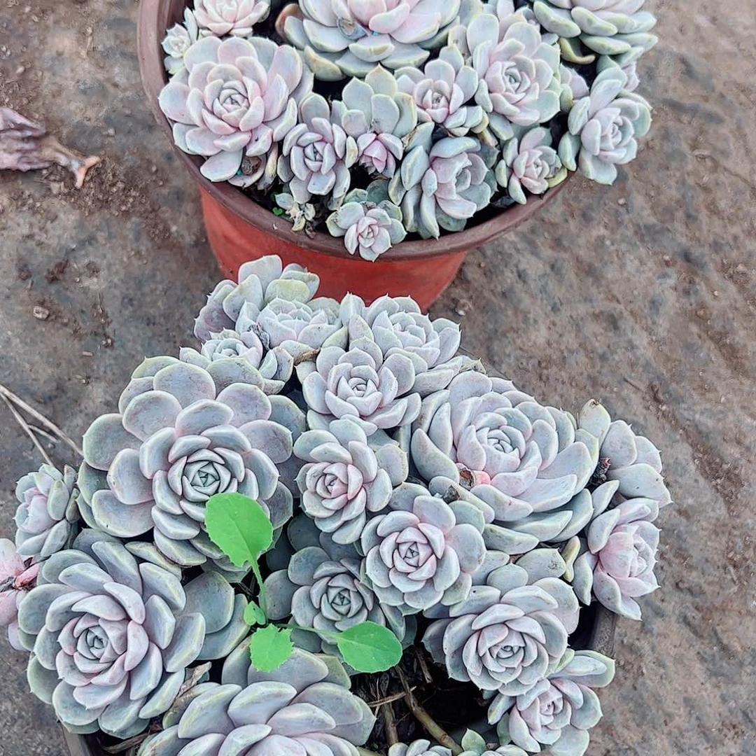 汉堡多头群生多肉植物