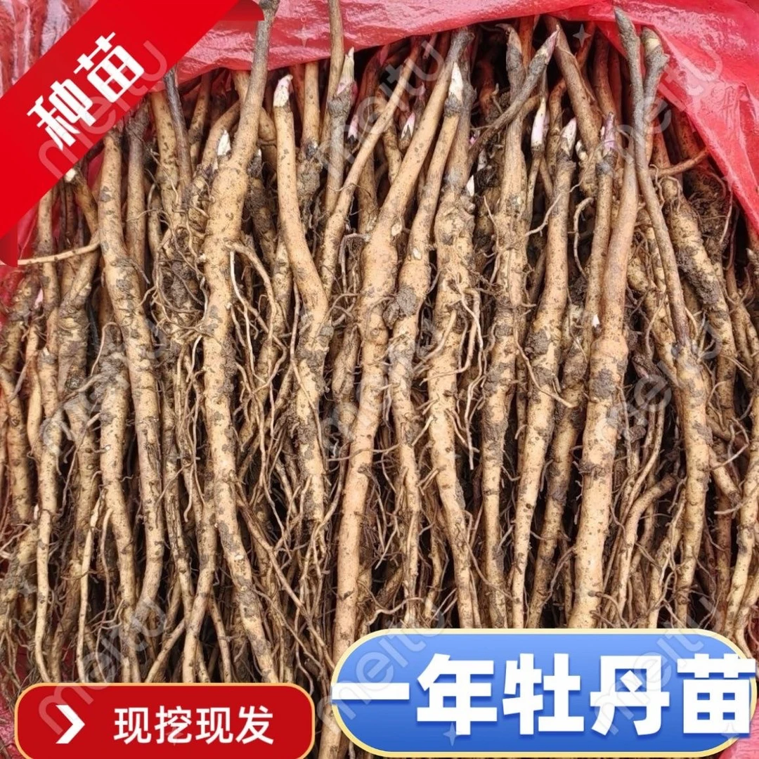 基地直发牡丹苗油用牡丹种苗中药材材牡丹籽芍药花苗盆栽植物花卉