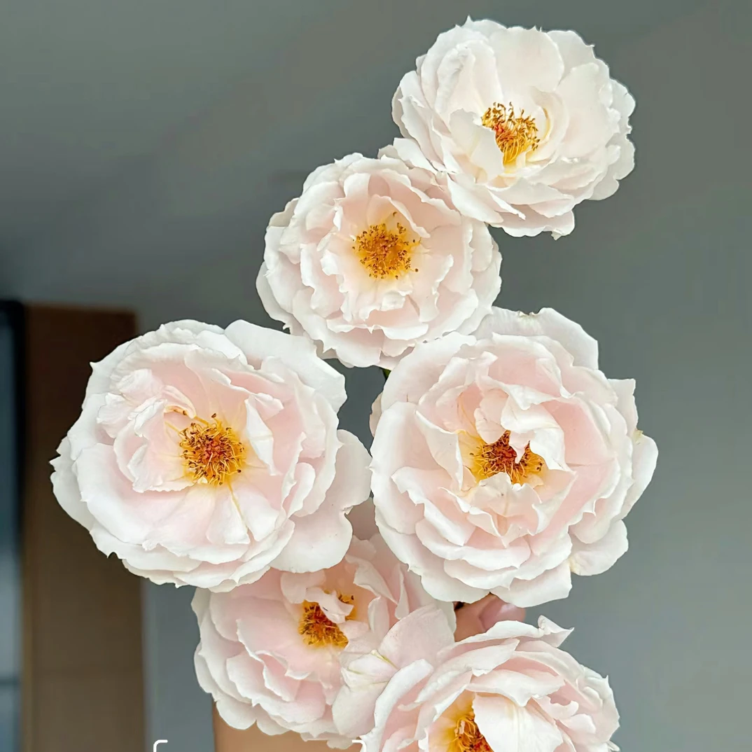 （馨源）春新10支！包邮顺丰空运20%不售后