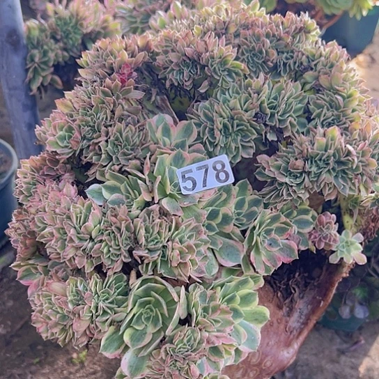 艾***姐多肉植物一个有伤女神