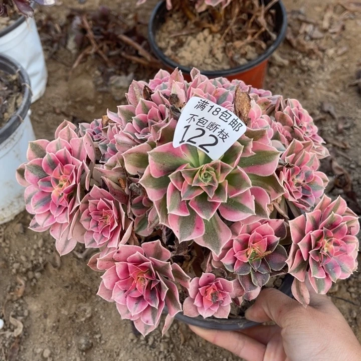 122粉女巫桩不太直1