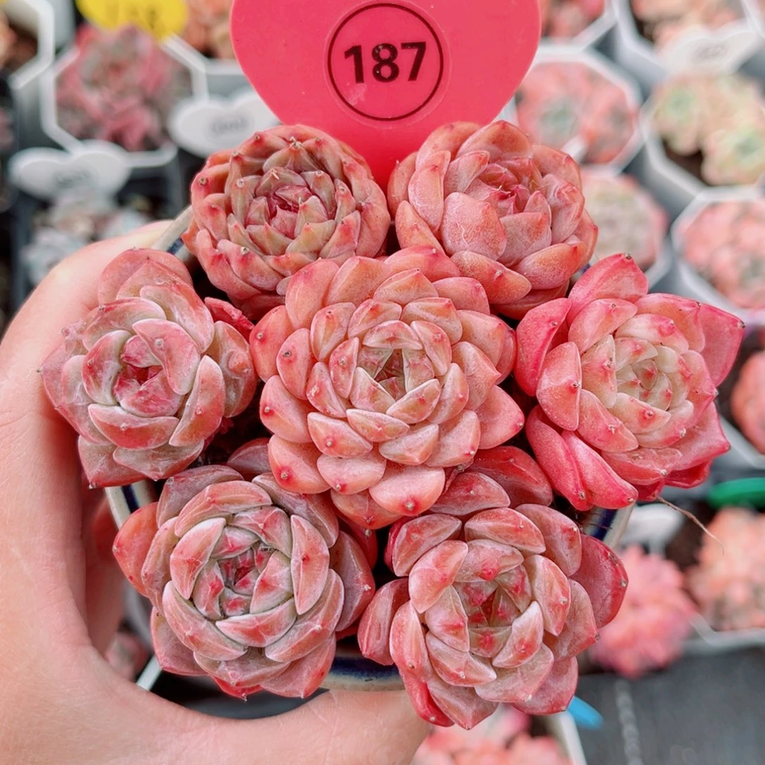 187号糖心单头7颗组合