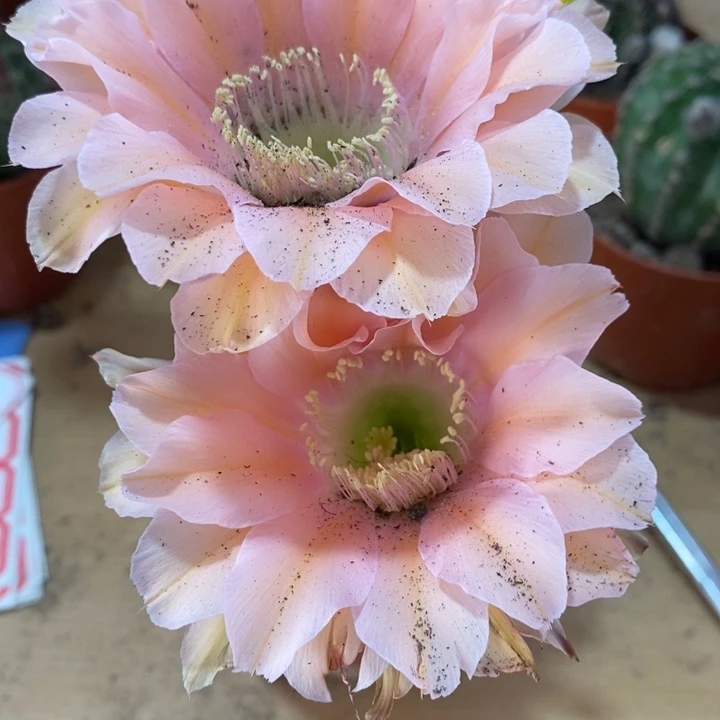 轻**扬彩草仙人球系列