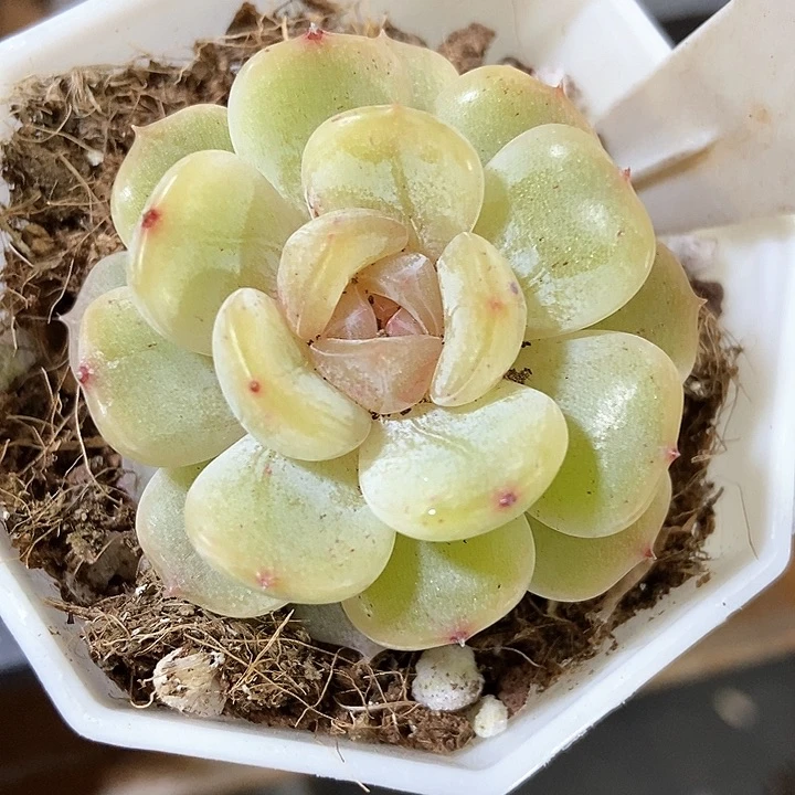 多肉植物彩恋968