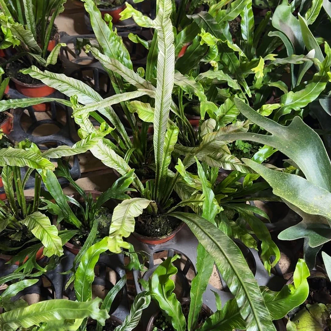 完全开放白锦鸟巢蕨一棵