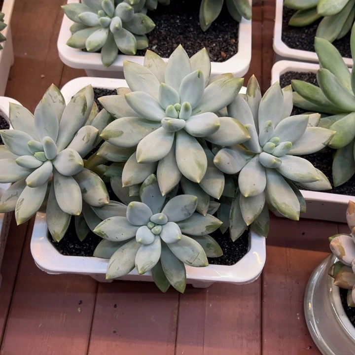 一***°多肉植物一物一拍