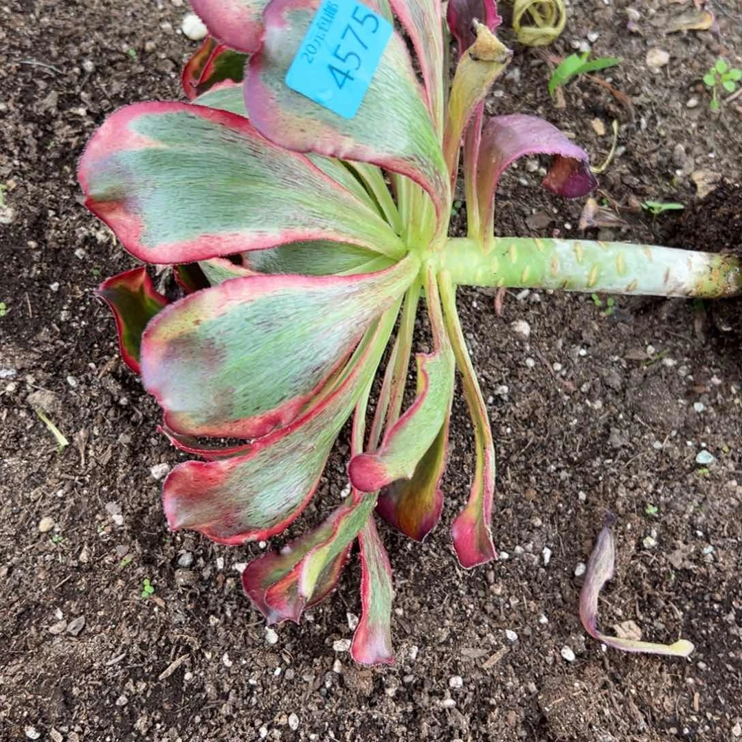 幸***间4575魅影多肉多多肉多肉