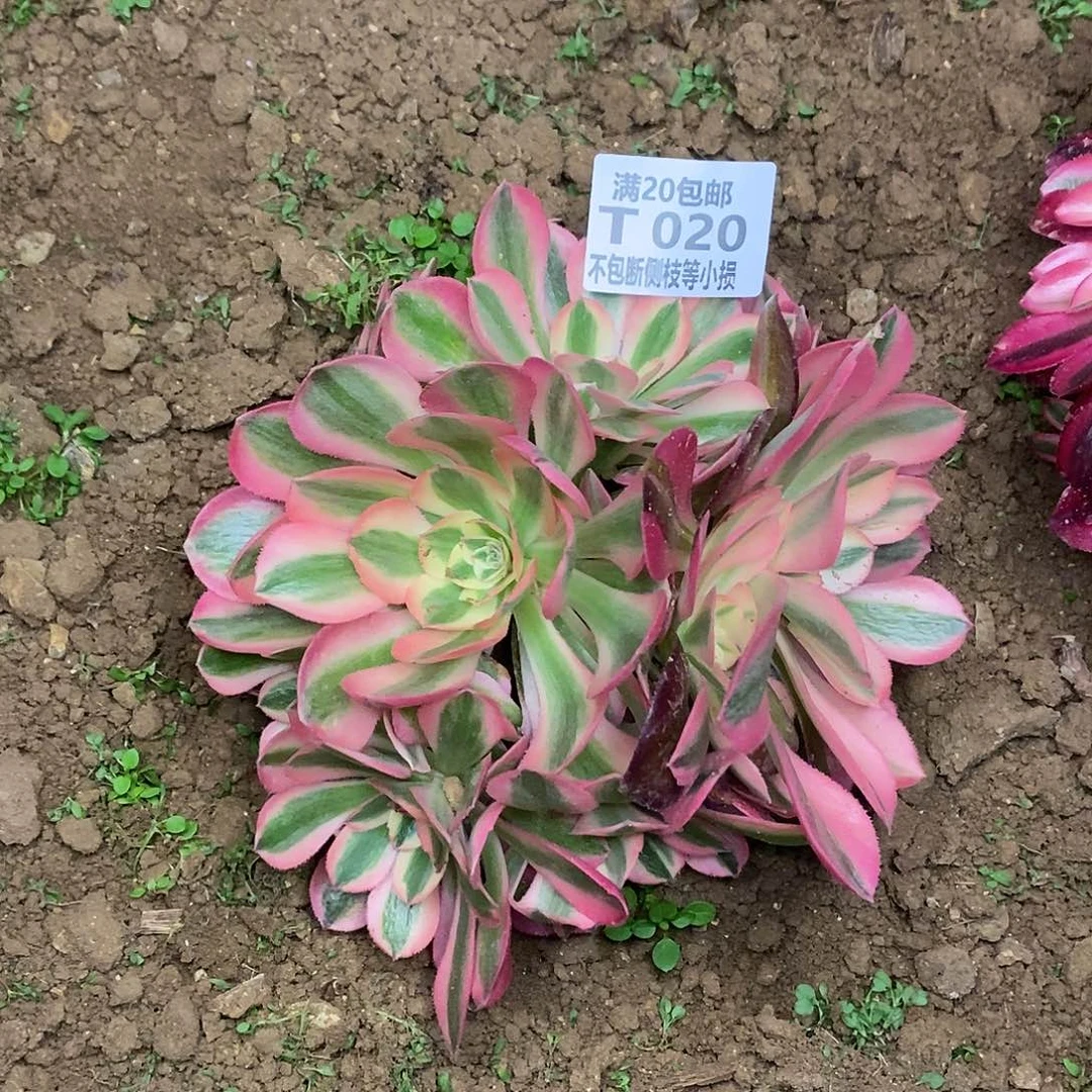 020女巫多肉法师锦