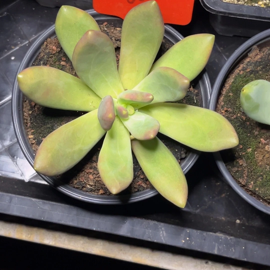 金*2601号晚上多肉植物群生多肉