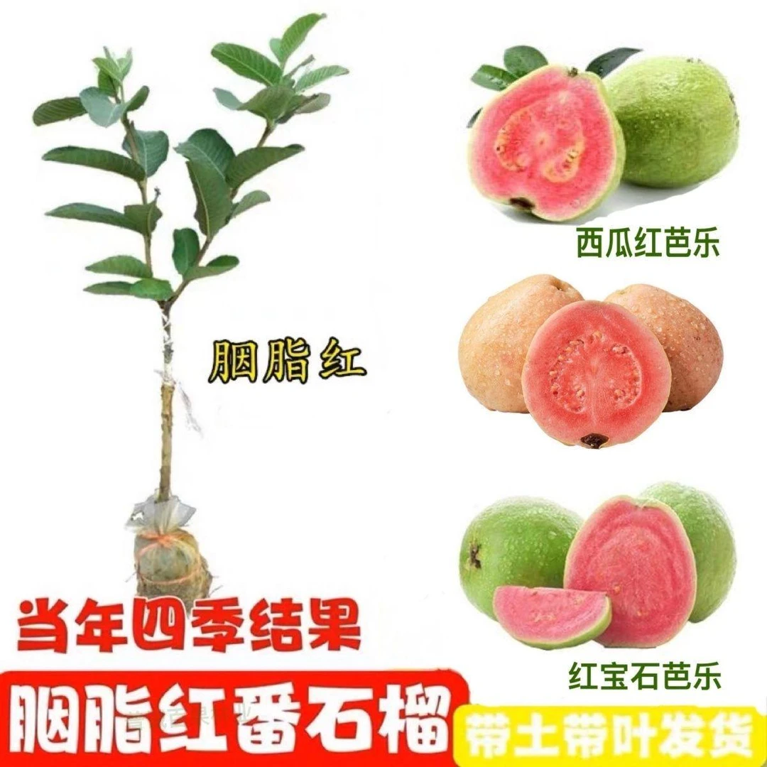 广东发货番石榴果树苗正宗嫁接苗红肉白肉珍珠芭乐胭脂红番石榴苗