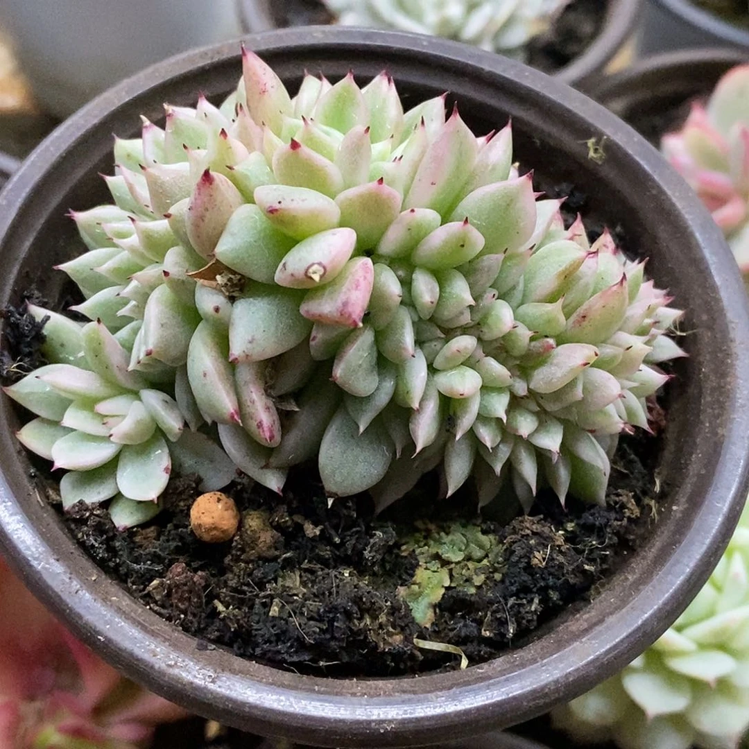 443缀化哈哈哈哈哈