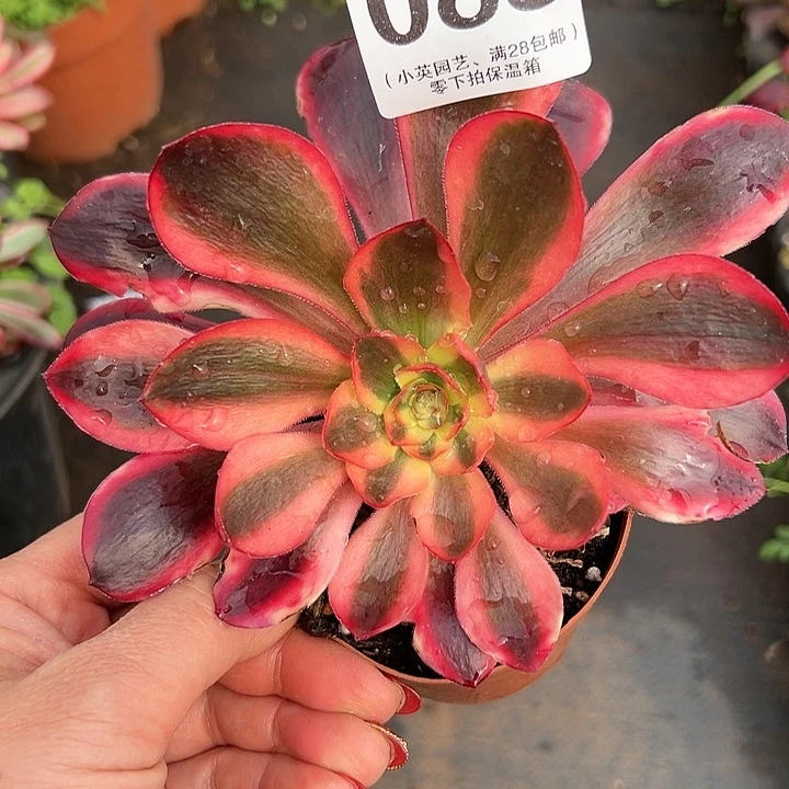 088多肉植物红魔女