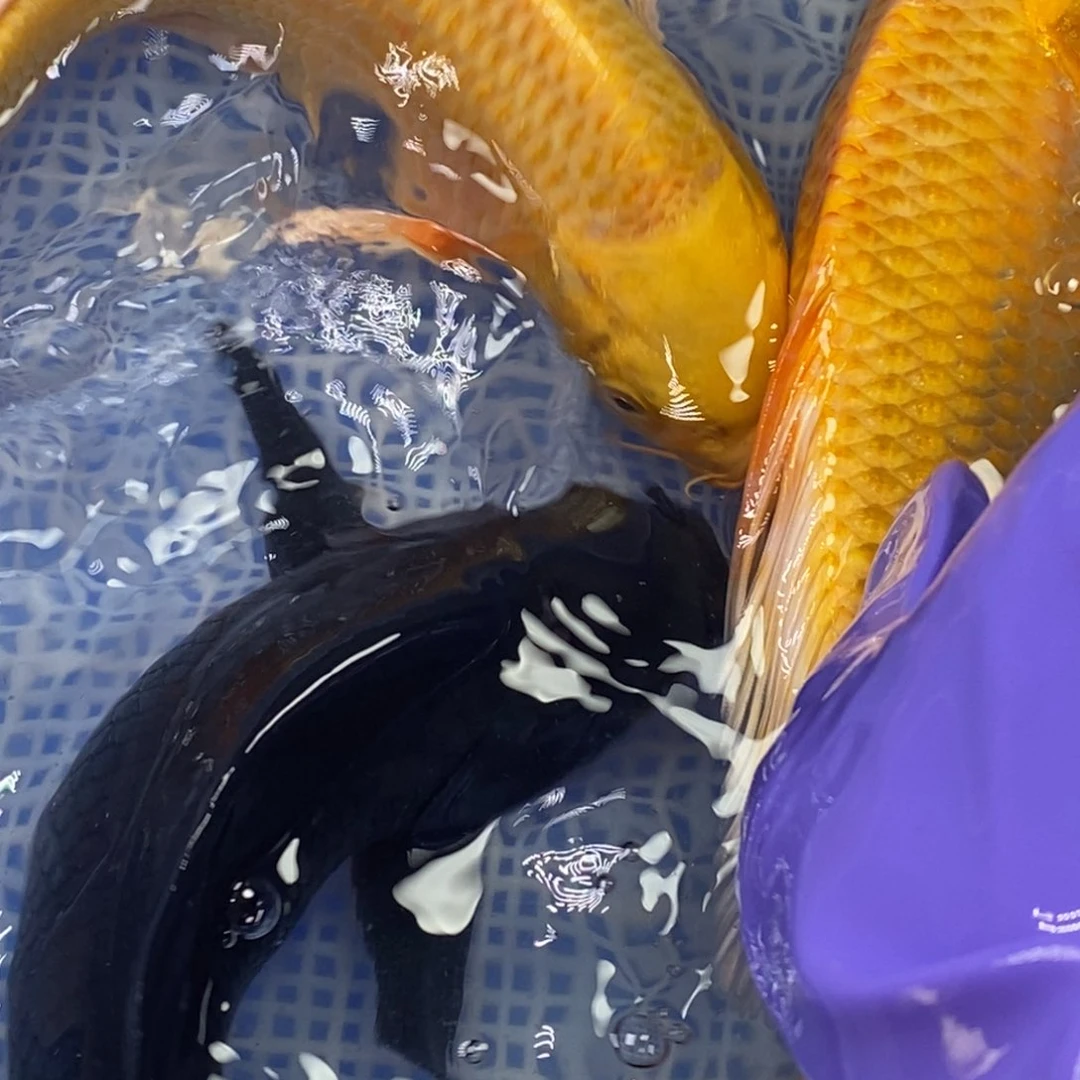 锦鲤冷水锦鲤包邮