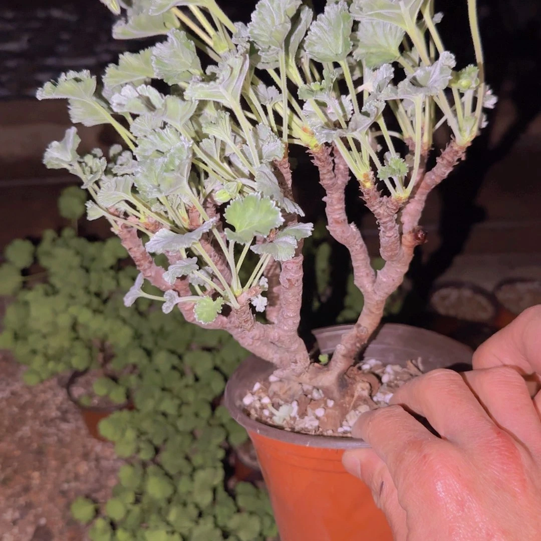 七***学块根植物块根植物