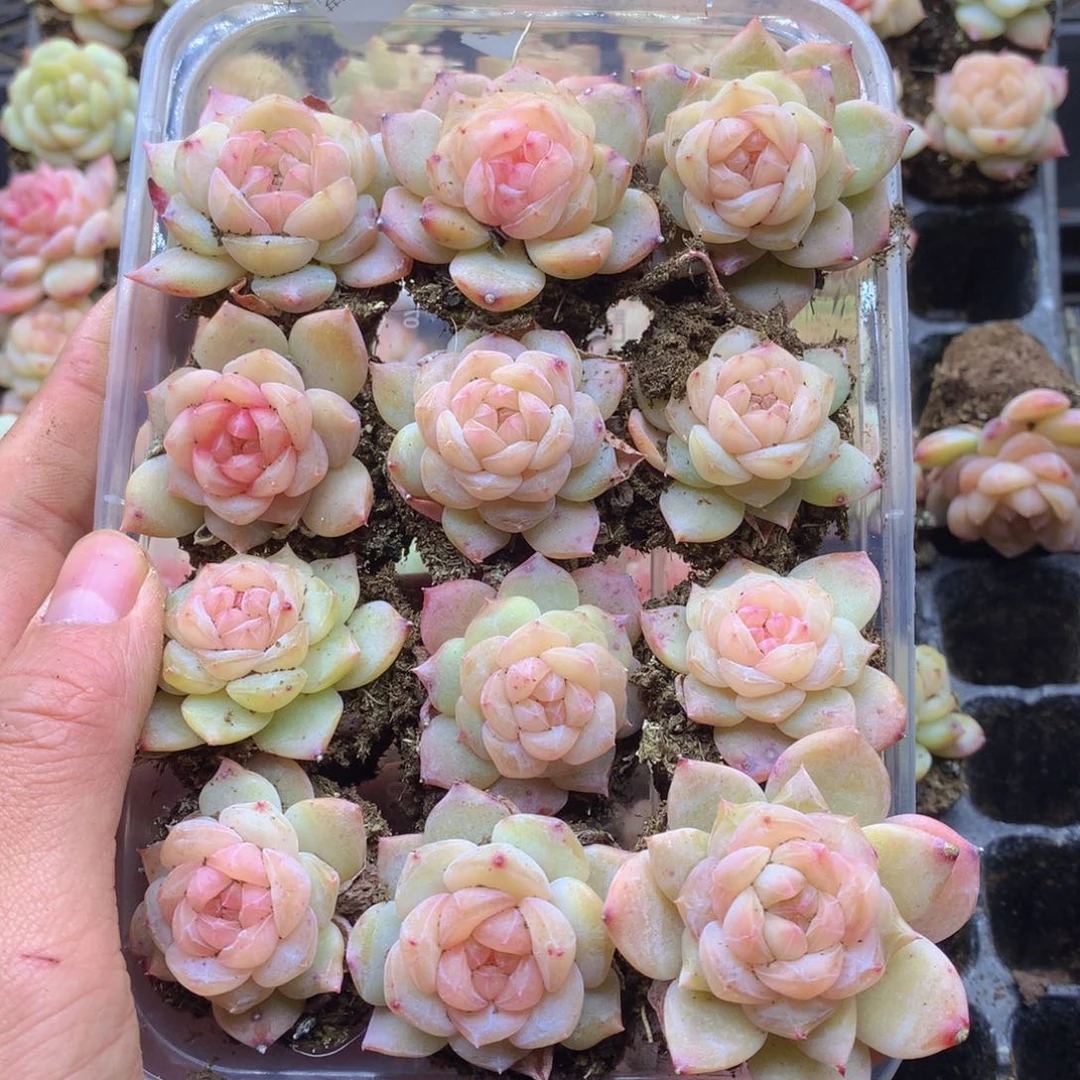 反反复复还是很开心098