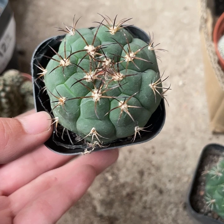 当前无花栽培后可以开花815仙人球开花植物