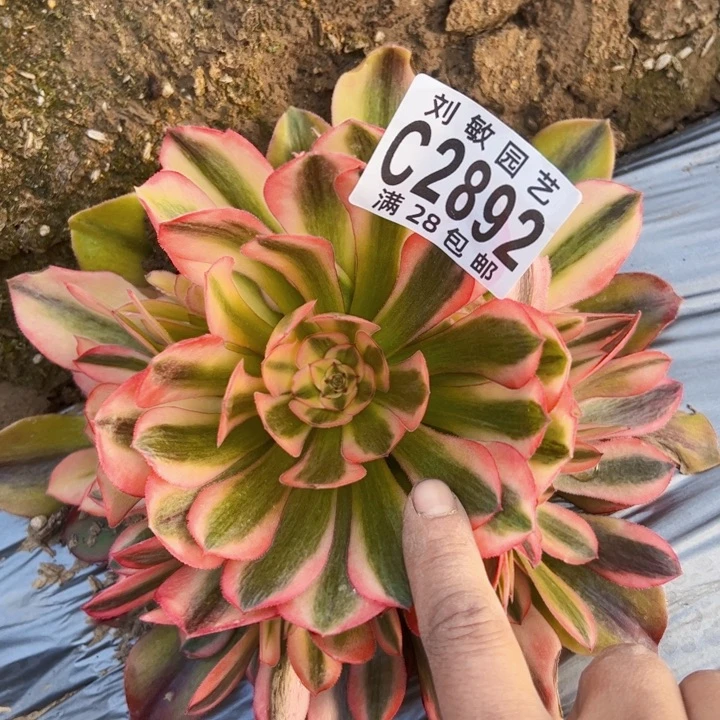 2892多肉植物流星雨法师