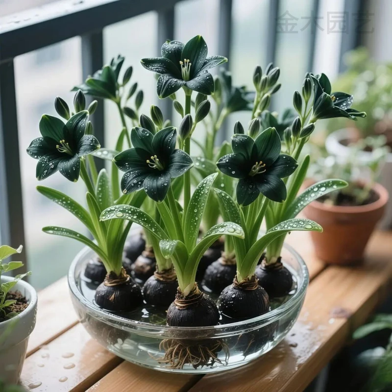 小苍兰花种球大花清香型绿植室内外耐寒热四季可种花卉盆栽好养护