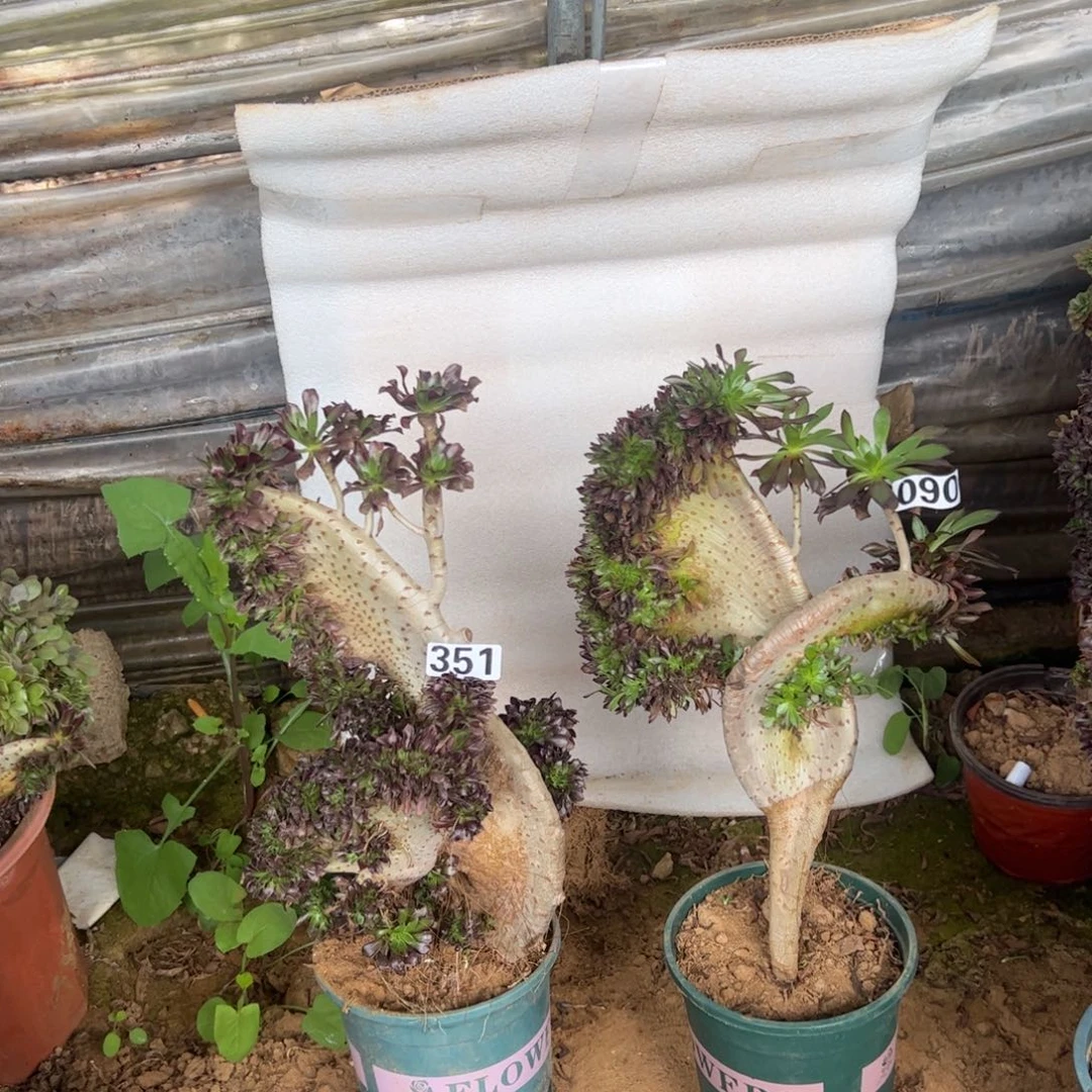 有伤两颗黑缀351.090高度38