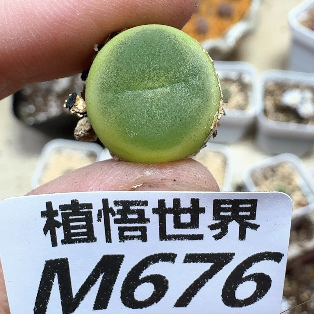 多肉植物的润泽和d