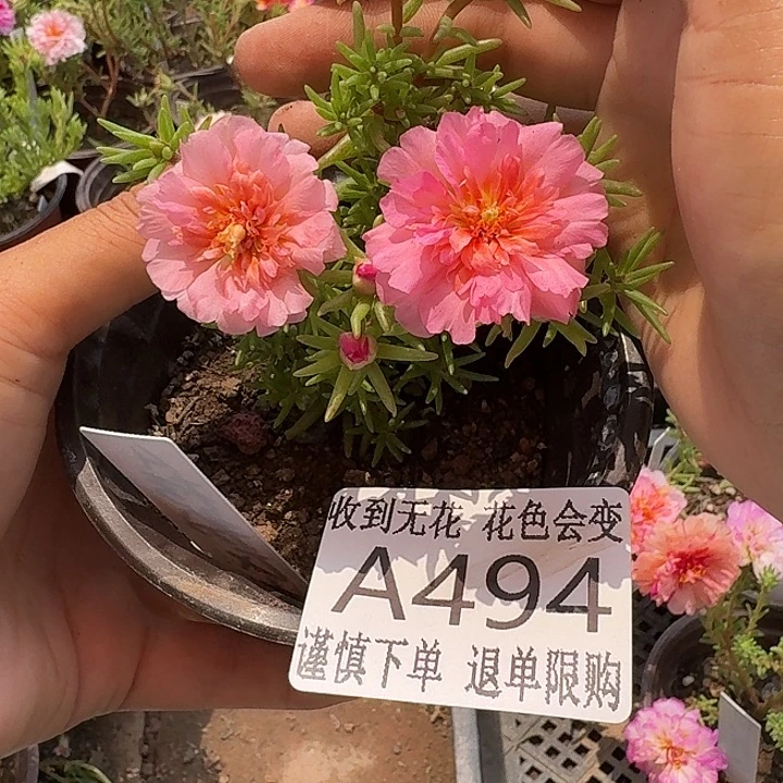 当前无花朵，栽培后可花朵A494超小苗盆口10cm