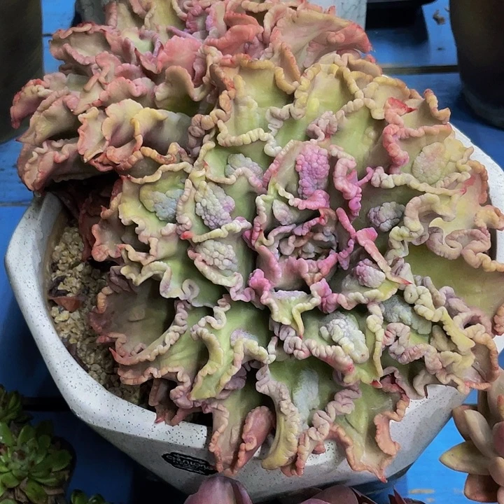 一物一拍一物一拍