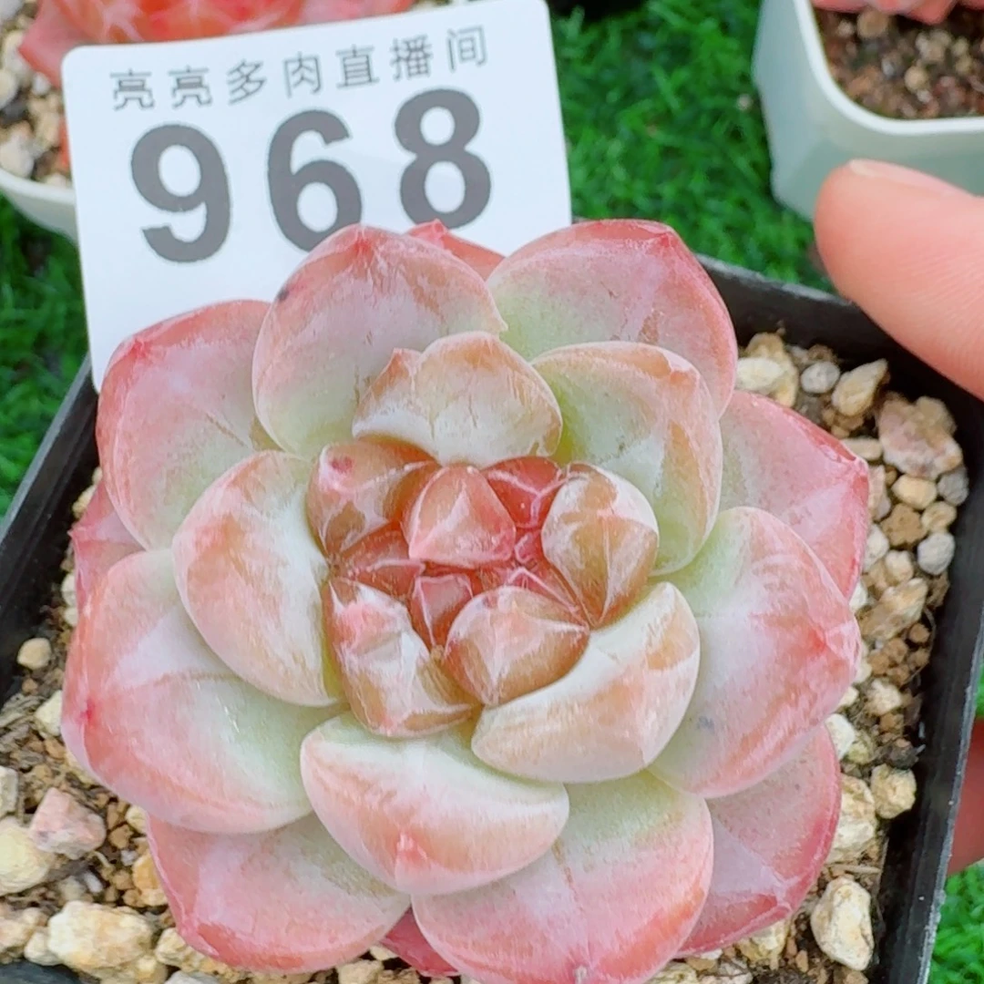 双心黛玉冰魄            精美多肉植物