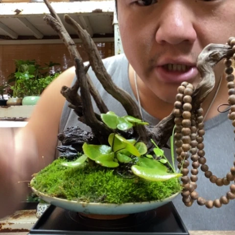 红陶一物一拍所见即所得16