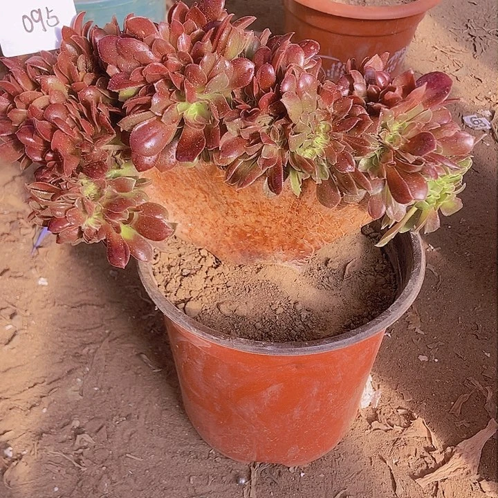 095玫瑰法师缀老板子法师