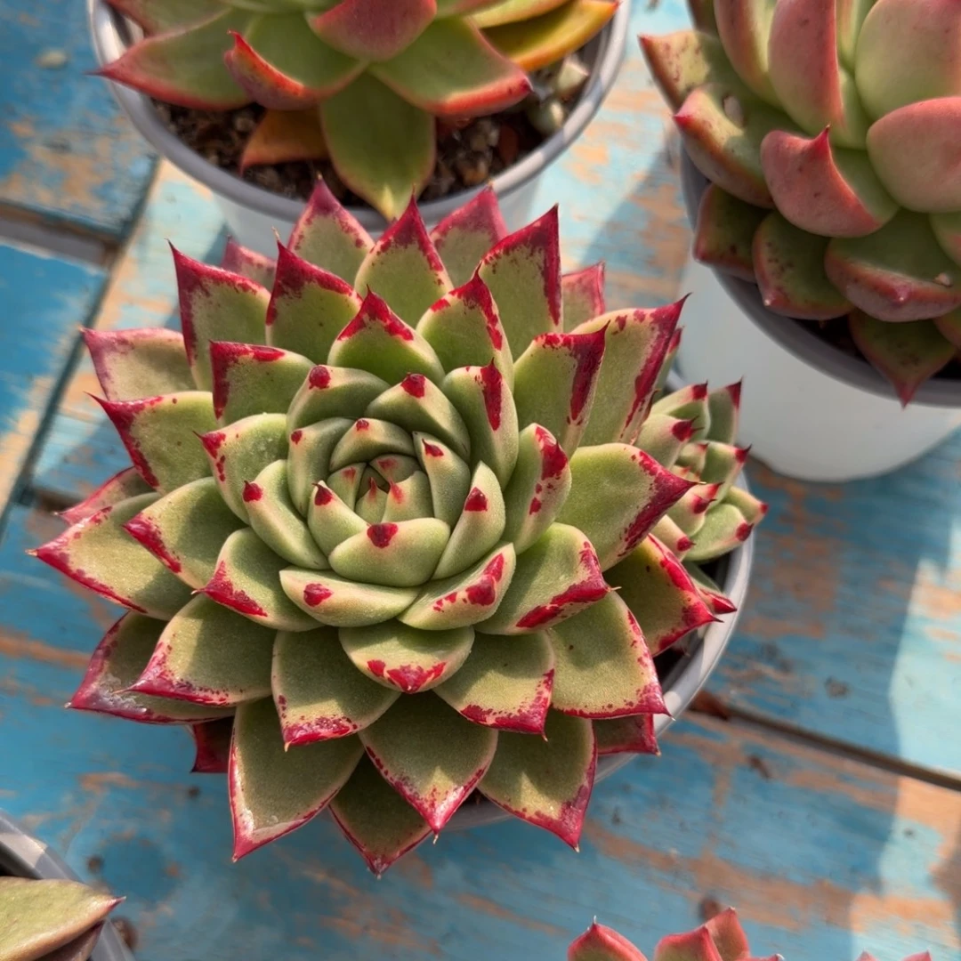 老板发财，老板请下单13