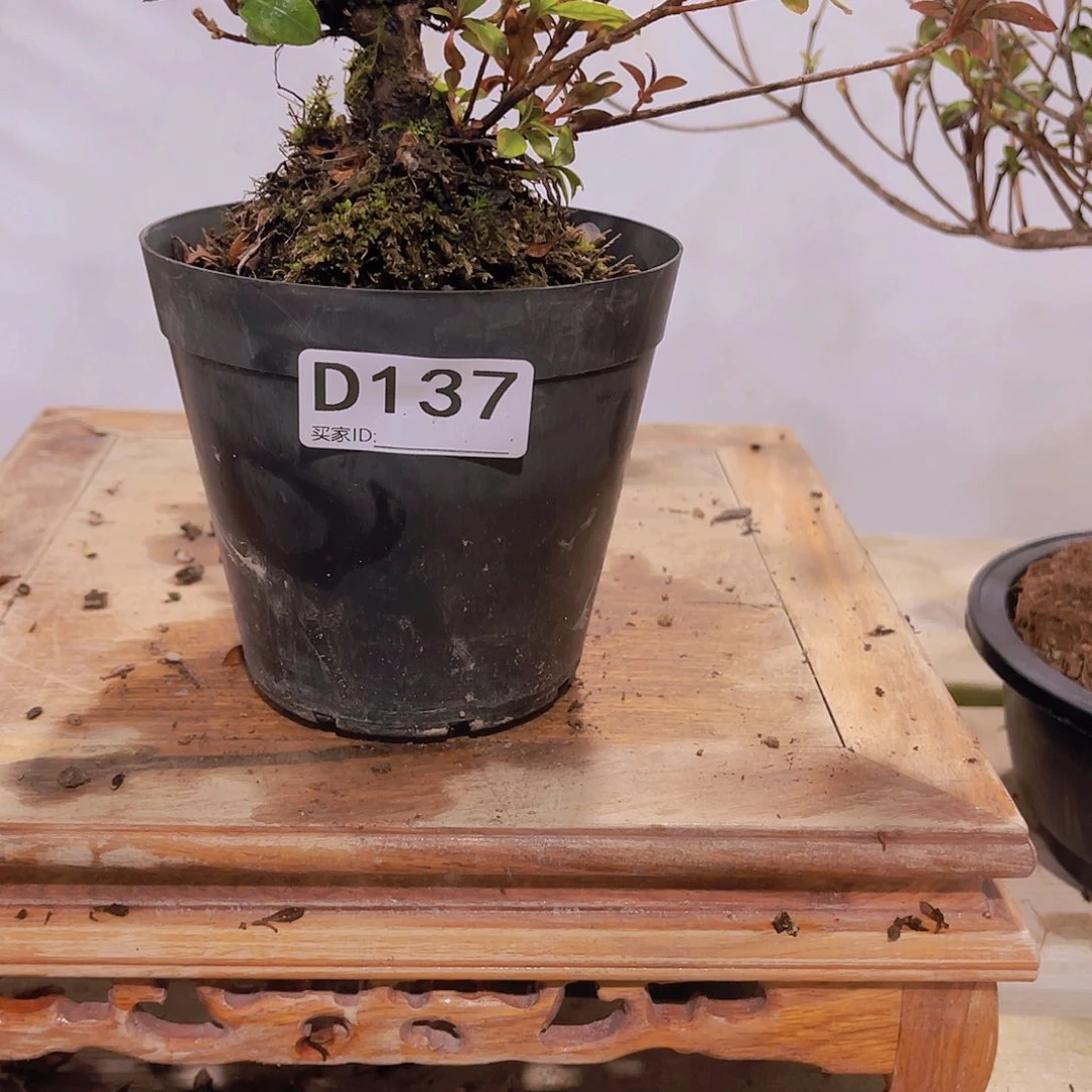 红陶风*直播时间一直一直