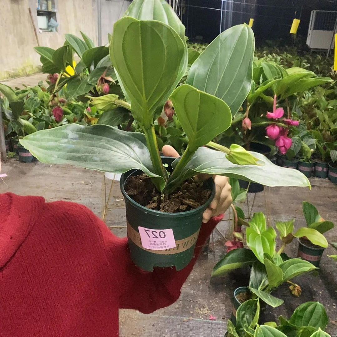 木本植物我****花木本花卉027