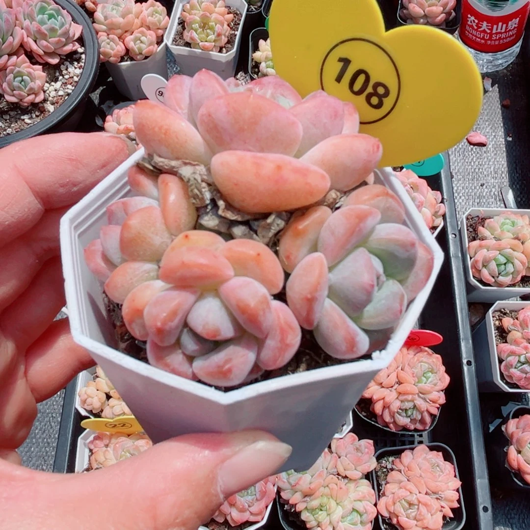 熙***n风靡园艺老糖心群