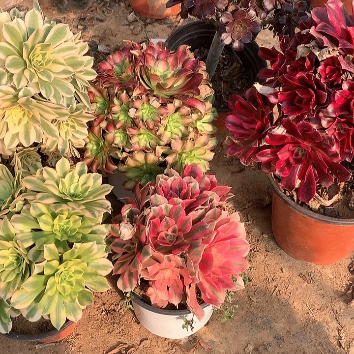 多肉植物留颗有砍4号