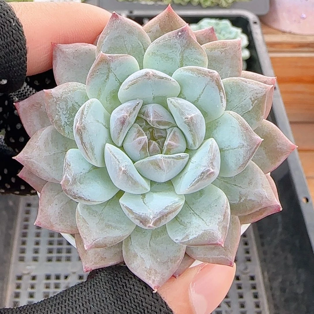 多肉1011--365福利