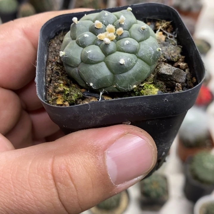 实生龟甲兜特价福利
