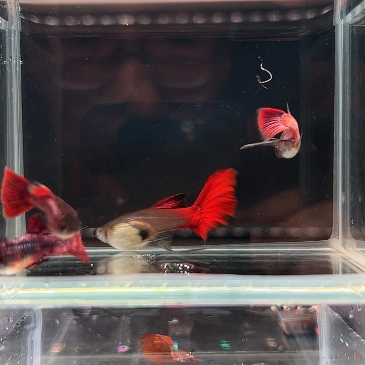 孔雀鱼马晶塔c两公一母一长公