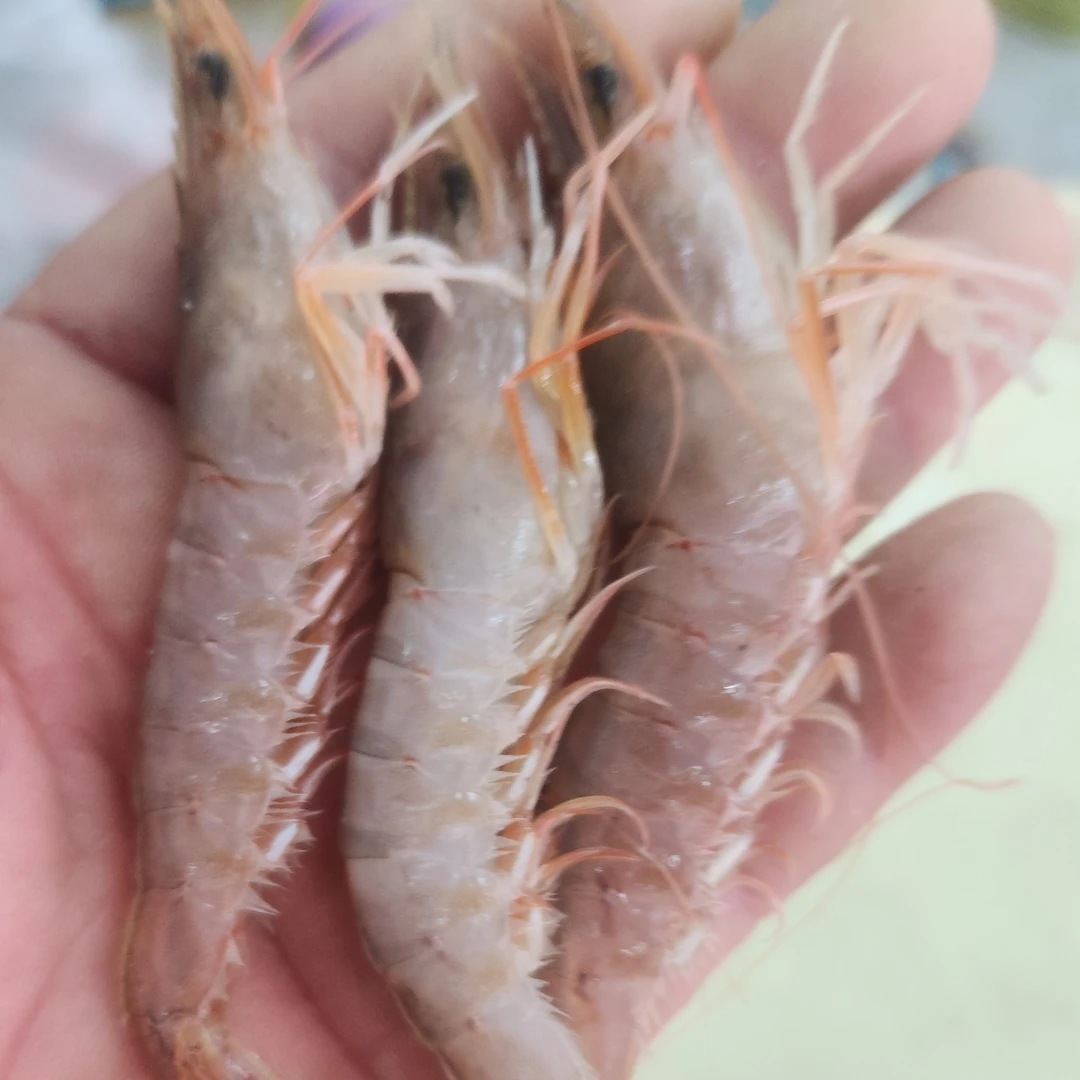 渤海湾灯笼虾约500克