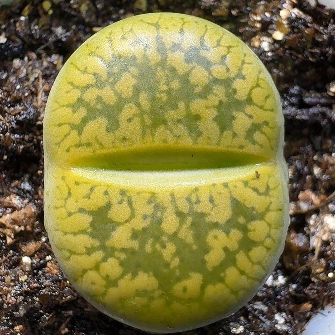 生石花111111。  373