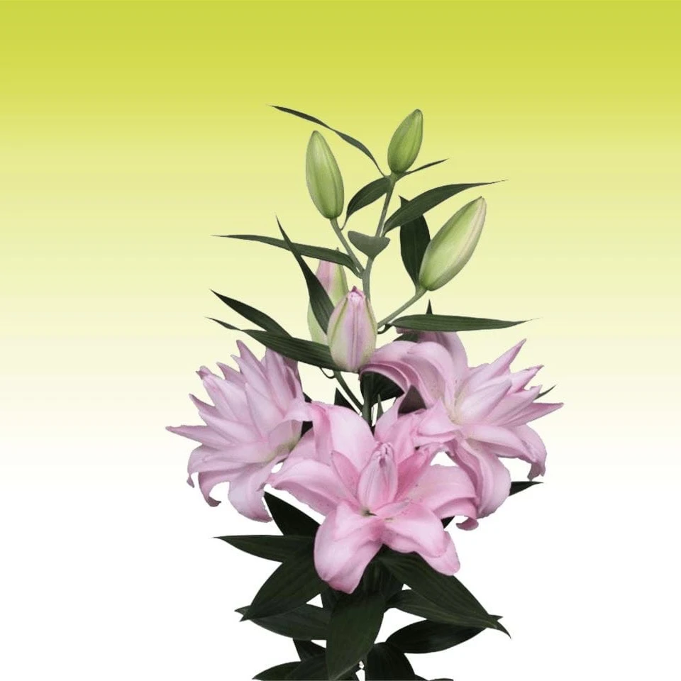 进口百合花种球《水中骑士周长14/16cm》1颗进口重瓣有香保证开花