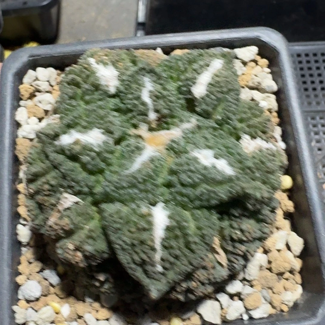 593号仙人球带盆土